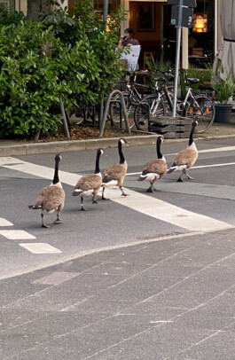 EINE STRASSE